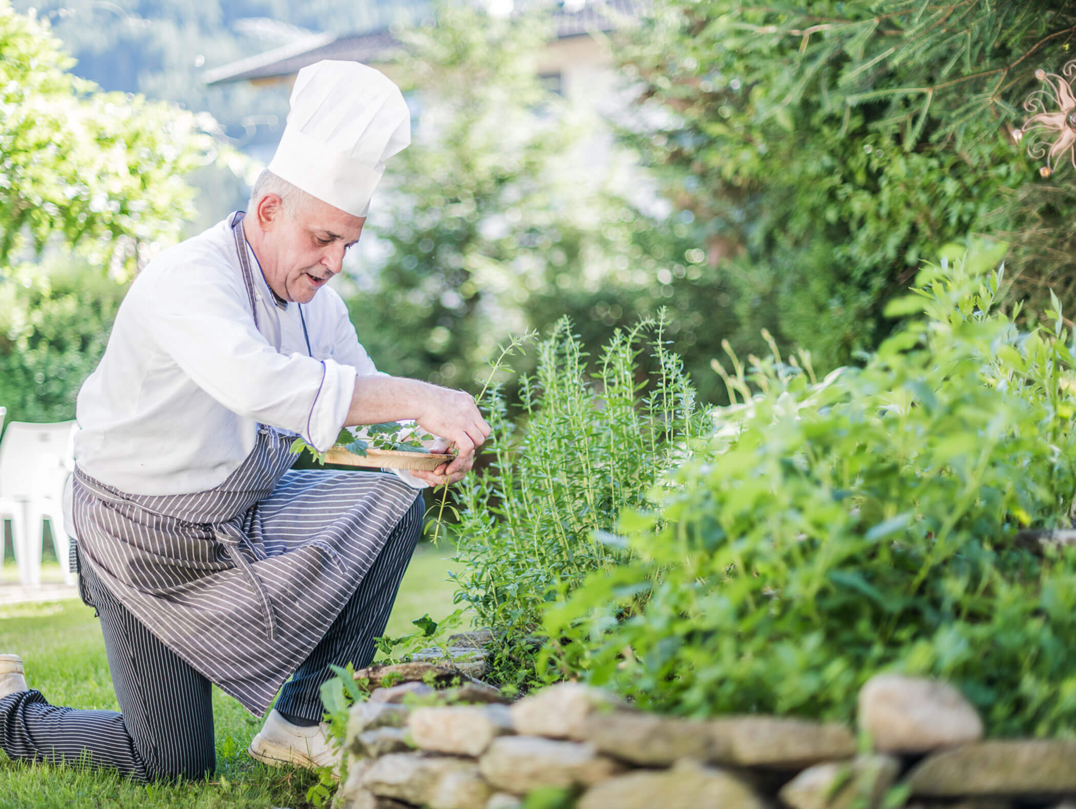 Chef picks various herbs in his own garden - Wirtshaushotel Alpenrose